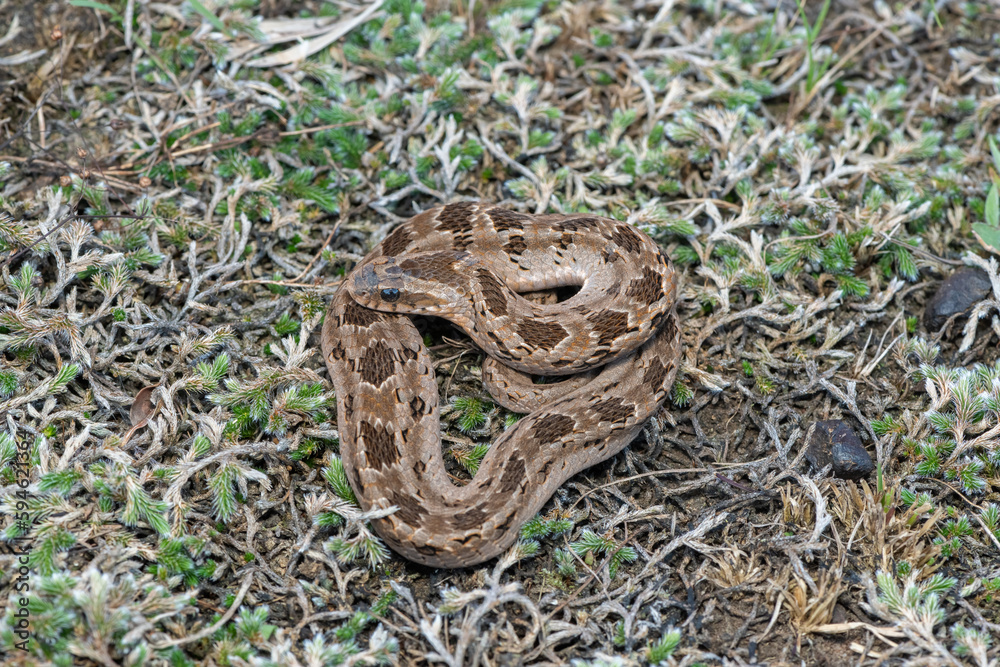 Fototapeta premium Rhombic night adder (Causus rhombeatus) 