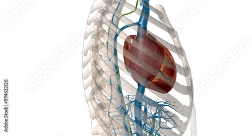 The function of the thoracic duct is to transport lymph back into the circulatory system. photo
