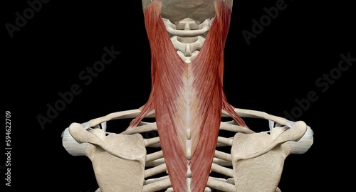 Foto Lateral flexion involves bending a body part, mainly your torso and neck, sideways