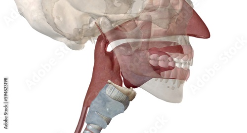 Pharynx and larynx are the structures present in the neck region photo