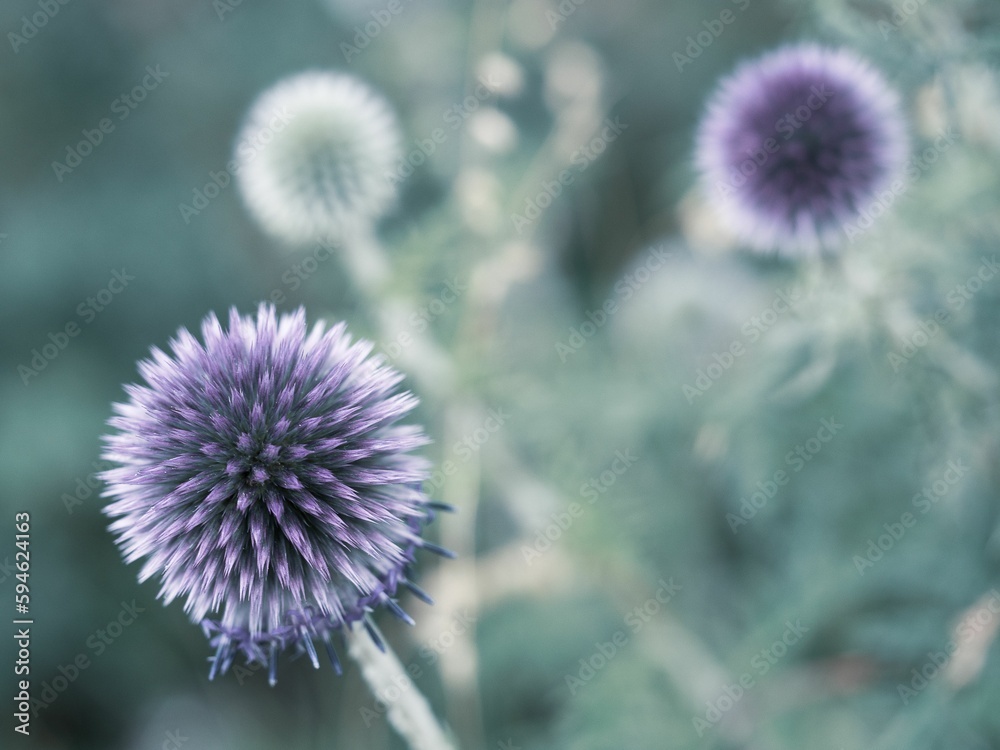 Closeup shot of vibrant globe thistle flowers blooming in the sun. Closeup shot of vibrant globe thistle flowers blooming in the sun.