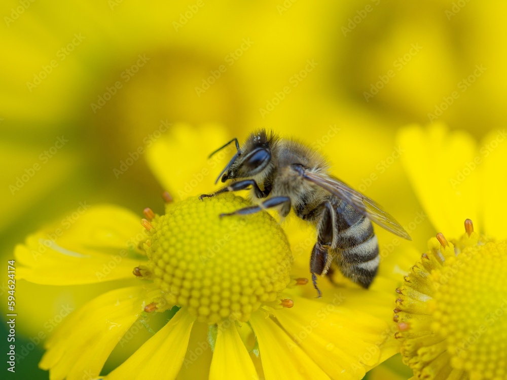 Closeup shot of a bee on a yellow helenium flower. Closeup shot of a bee on a yellow helenium flower.