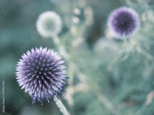 Wallpaper Mural Closeup shot of vibrant globe thistle flowers blooming in the sun