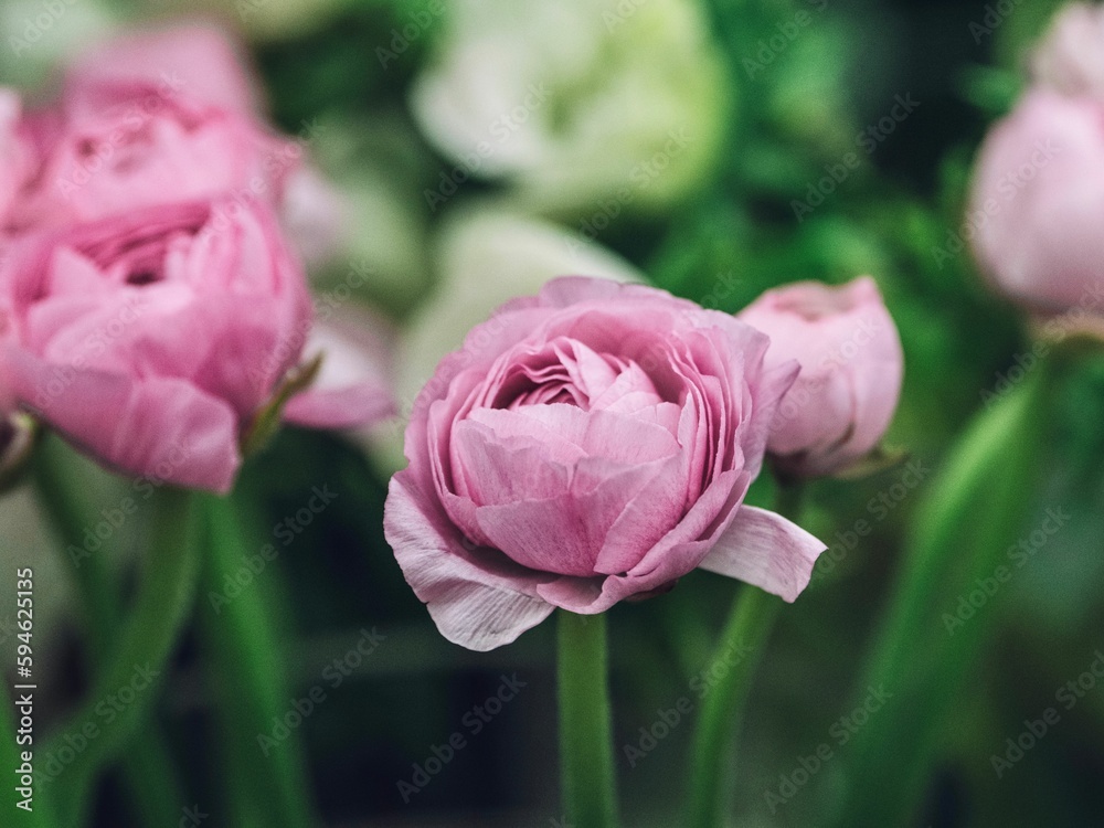Cluster of pink Persian buttercup flowers blooming in the garden Cluster of pink Persian buttercup flowers blooming in the garden