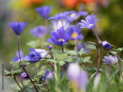 Beautiful garden scene featuring bright purple Balkan anemone flowers in bloom