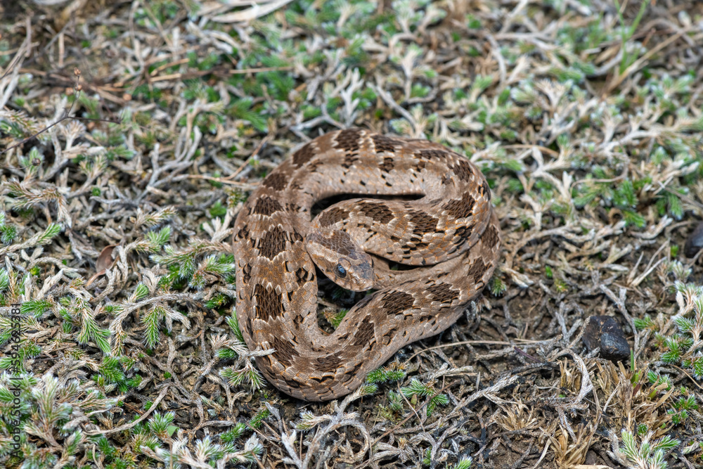 Fototapeta premium Rhombic night adder (Causus rhombeatus) 