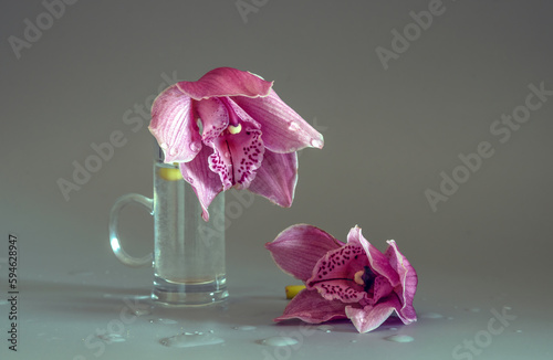 Still life with orchid flowers. Minimalism