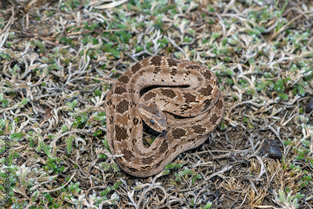 Fototapeta premium Rhombic night adder (Causus rhombeatus) 