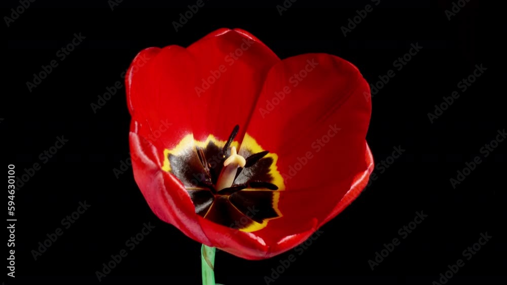 Red Tulip Blooms in Time Lapse on a Black Background. Spring Symbol Blooming in Timelapse. One Red Flower Opens Petals Fast. Amazing Beautiful Blossoming Plant Red Tulip Blooms in Time Lapse on a Black Background. Spring Symbol Blooming in Timelapse. One Red Flower Opens Petals Fast. Amazing Beautiful Blossoming Plant