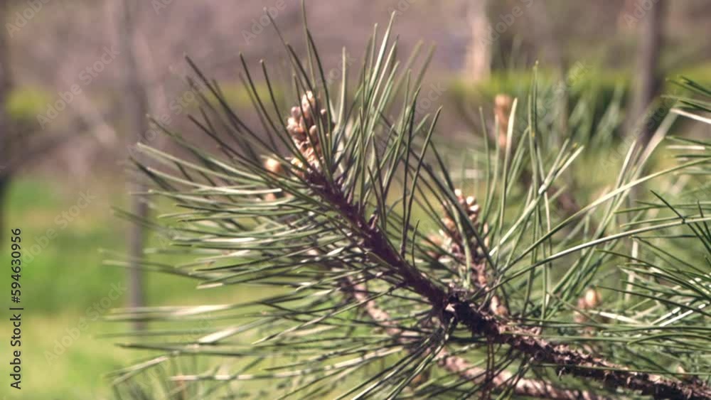 close up of an evergreen coniferous tree branch with prickly long needles sways in the wind. fresh prickly needles on a pine branch in the park close up of an evergreen coniferous tree branch with prickly long needles sways in the wind. fresh prickly needles on a pine branch in the park