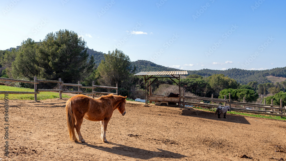 Obraz premium caballo marrón