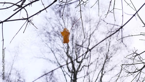Last wizened maple leaf hang on tree, season change concept. Close shot of brown crooked sheet waving on wind, blurred branches and cloudy sky on background photo