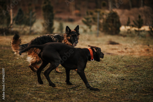 Dwa psy atakują się i gryzą w formie zabawy
