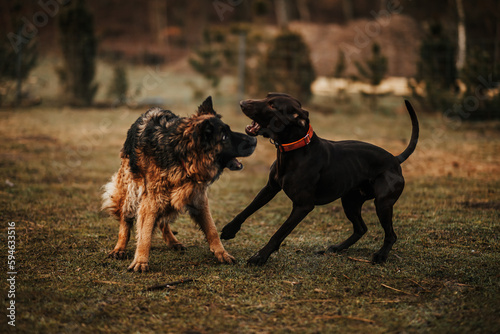 Dwa psy atakują się i gryzą w formie zabawy