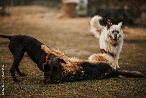 Fototapeta Naklejka Na Ścianę i Meble -  Trzy psy bawią się razem w bijatyki