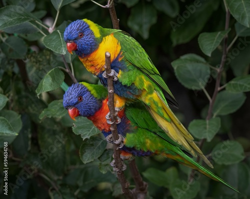 the beautiful pair of colorful Parrots in high resolution.