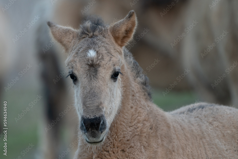A beautiful foal and offspring of a mighty stallion lives carefree in the herd of Konick horses.