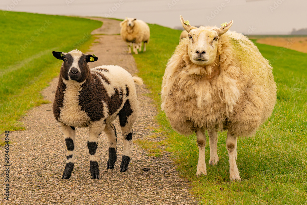 This ewe of the Texelaar wide with next to her a lamb, a variegated sheep, grazes on the Knardijk in Flevoland. The Texelaar is a checkered sheep with a short neck and thick head, a real meat sheep. This ewe of the Texelaar wide with next to her a lamb, a variegated sheep, grazes on the Knardijk in Flevoland. The Texelaar is a checkered sheep with a short neck and thick head, a real meat sheep.