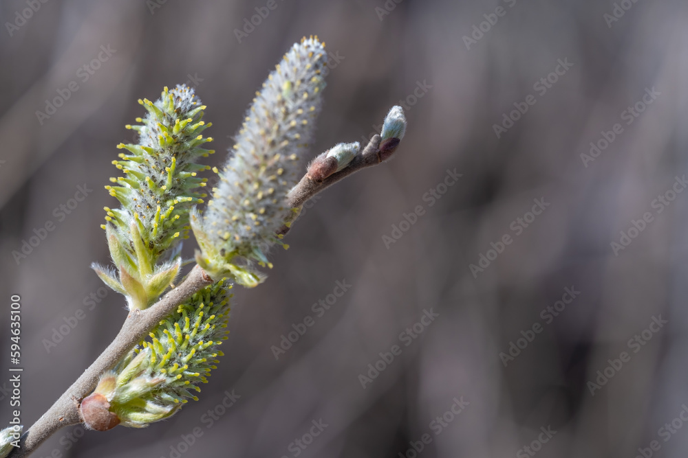 Naklejka premium Willow buds close-up.