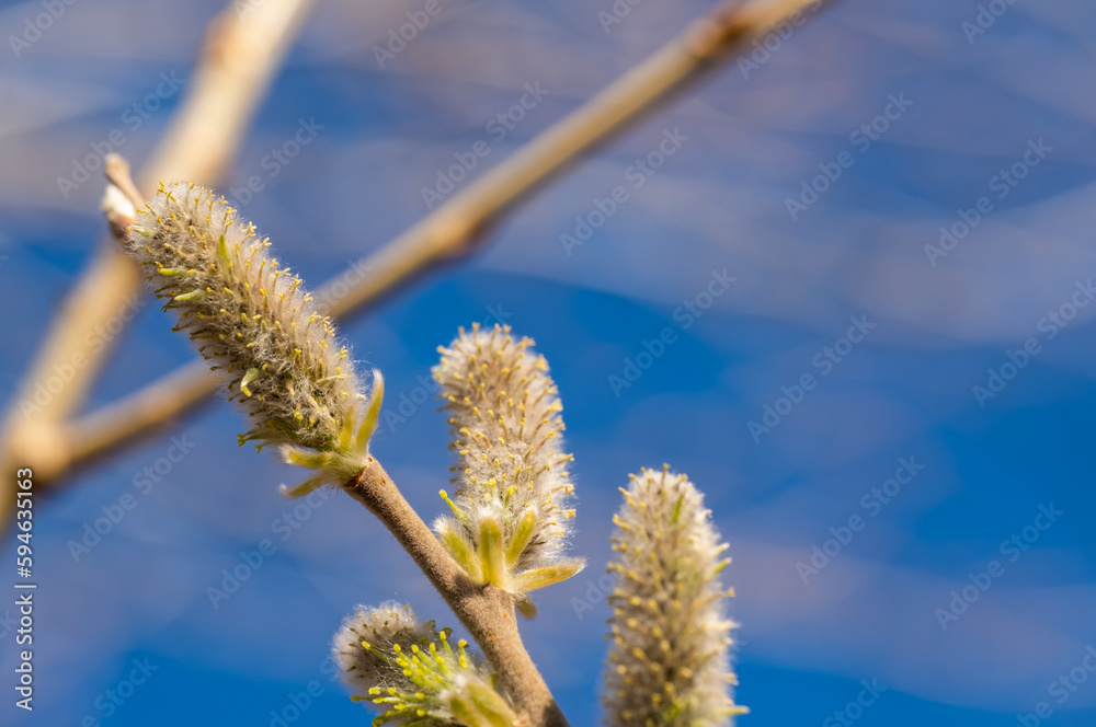 Buds on a willow branch close-up. Buds on a willow branch close-up.