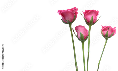 Pink rose flowers with green buds isolated in the side of poster wallpaper