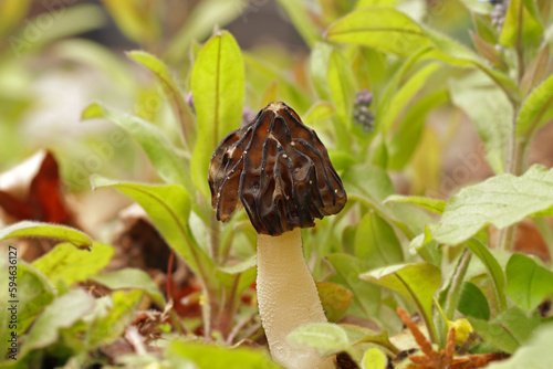 A small, young edible mushroom Morchella semilibera, commonly called the half-free morel, grows in the forest. The brown cap is hemispherical, pointed. The white stem is colubrid-patterned and flaky.