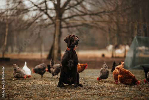 Pies hospodarski pilnuje pasących się kur na polu