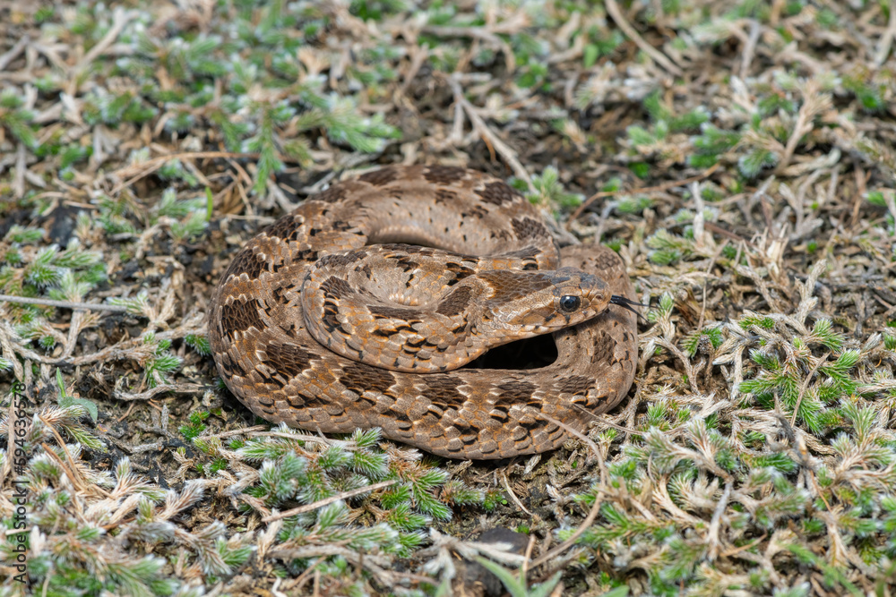 Rhombic night adder (Causus rhombeatus)	