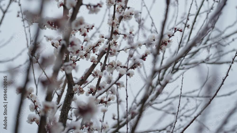 Apricot tree blossom in garden under last early spring snow. Cold temperature, frost. Abnormal temperature. Consequences of climate change. High quality 4k footage Apricot tree blossom in garden under last early spring snow. Cold temperature, frost. Abnormal temperature. Consequences of climate change. High quality 4k footage