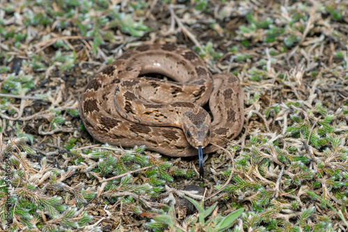 Rhombic night adder (Causus rhombeatus)	