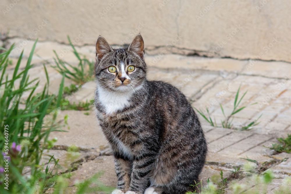 Portrait of a sitting tabby cat outdoors Portrait of a sitting tabby cat outdoors
