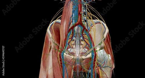 Pelvic lymph nodes and vessels photo