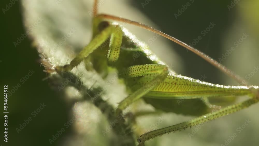 Green cricket in macro on the leaf Green cricket in macro on the leaf