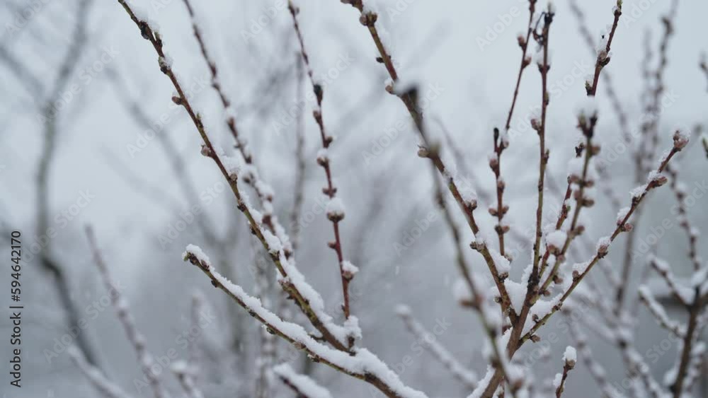Peach tree blossom in garden under last early spring snow. Cold temperature, frost. Abnormal temperature. Consequences of climate change. High quality 4k footage Peach tree blossom in garden under last early spring snow. Cold temperature, frost. Abnormal temperature. Consequences of climate change. High quality 4k footage
