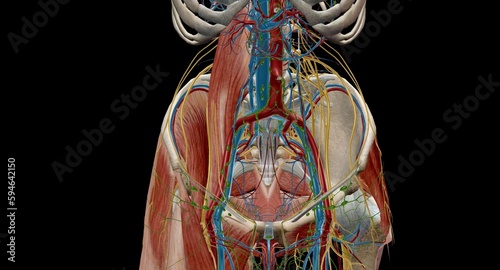 Pelvic lymph nodes and vessels