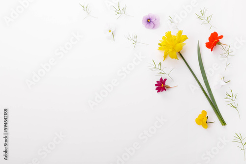 Floral frame from spring wildflowers  yellow daffodil  viola and primrose  green leaves  branches on white background.