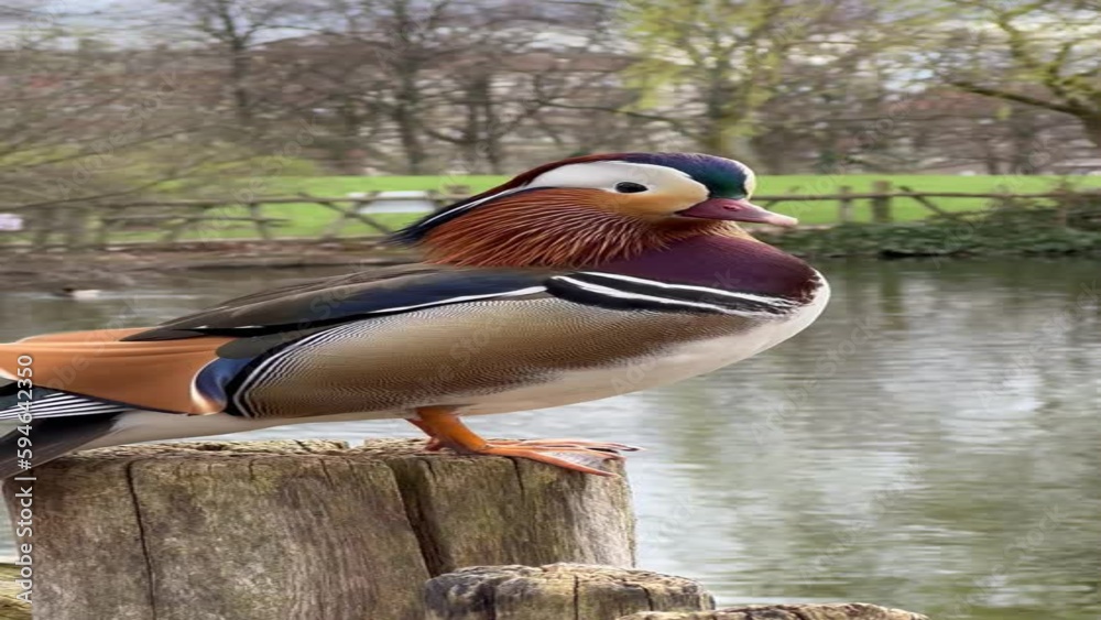 duck in the pond duck in the pond