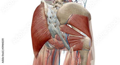 The hip is the joint between the hip, thigh, and pelvis bones.