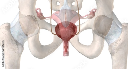 The bladder is a hollow organ in humans that stores urine from the kidneys before it is excreted in the urine.