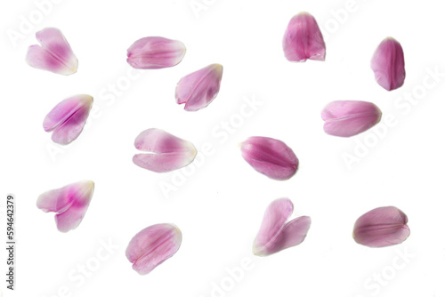 pink tulip petals on white background