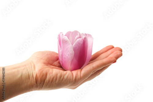 tulip flower in hand in palm on white background isolated