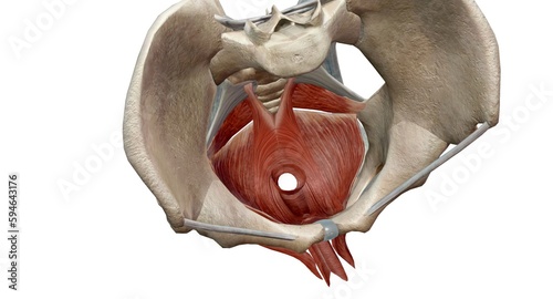 The pelvic floor muscles are located between the tailbone and th