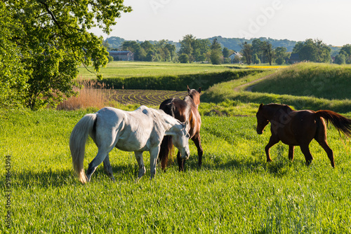 Three horses in a meadow with green juicy grass. © Ewelina