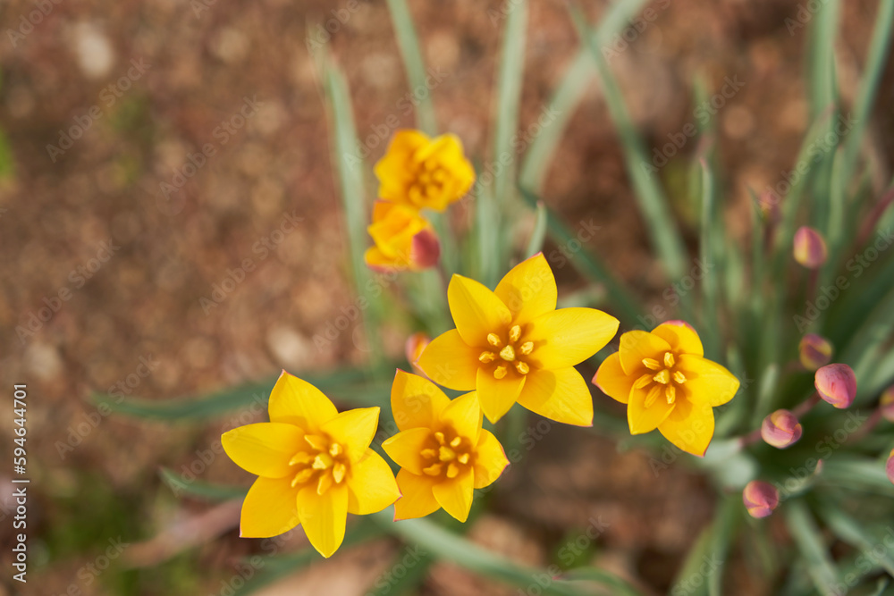 Obraz premium 튤립