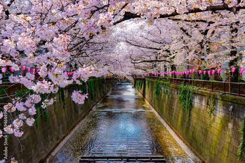 Scenic view of Pink Sakura Trees Tunnel along Meguro river at Nakameguro in Springtime, Tokyo, Japan photo