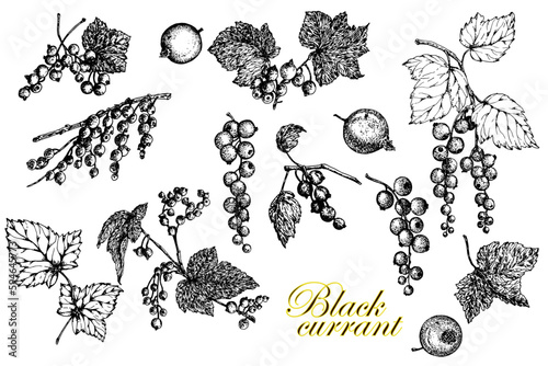 Black currant.Set. Leaves, branches and berries. Black and white sketch.Stock vector illustration. Hand drawing. Isolated on a white background.For the design of product packaging, labels