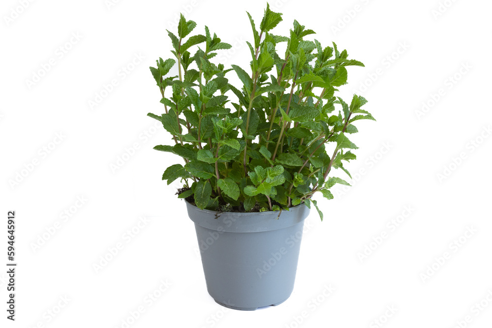 pied de menthe, en gros plan, dans un pot pied de menthe, en gros plan, dans un pot