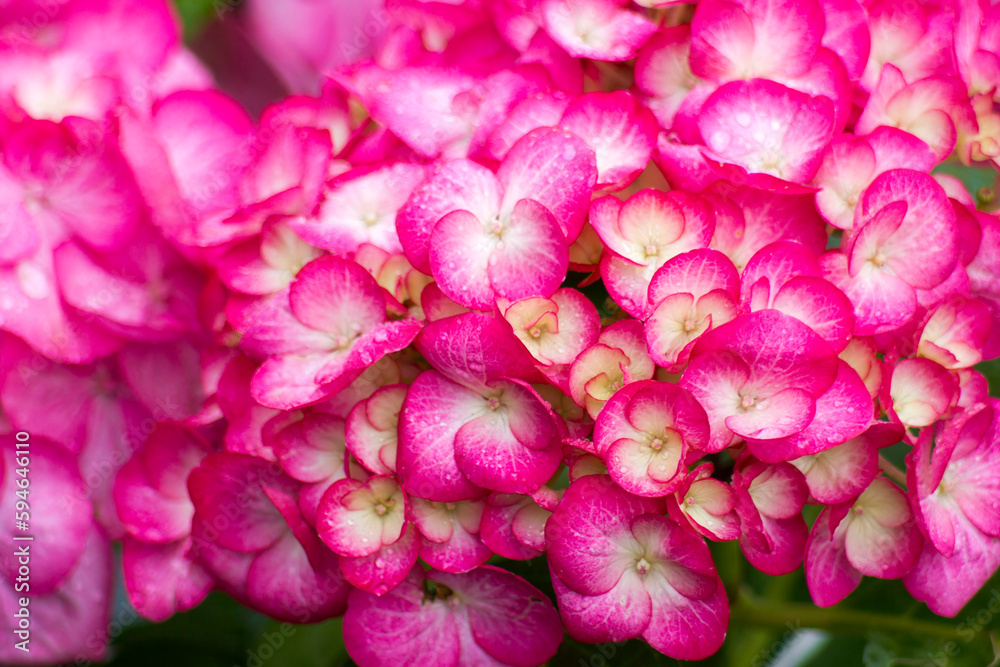 pink hortensia flowers in a garden