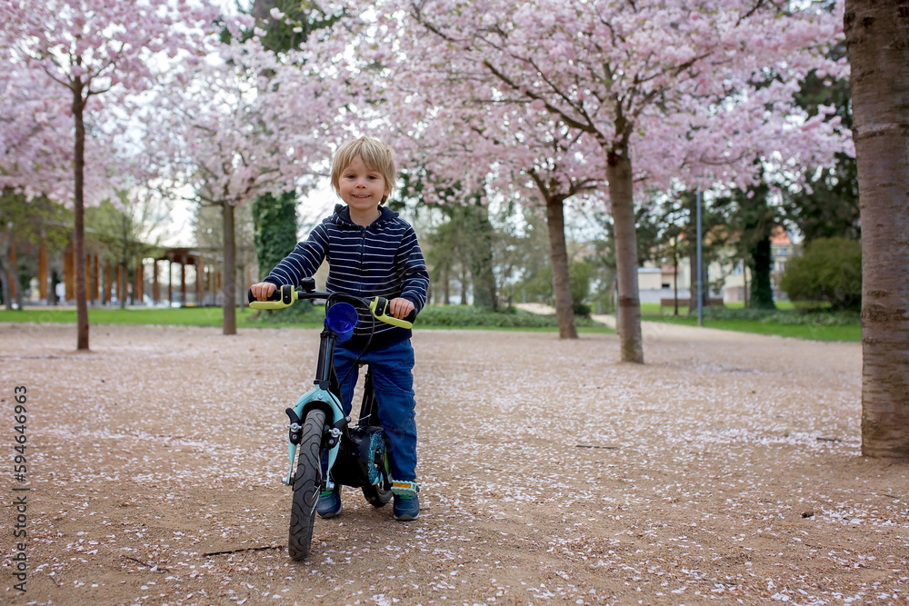 Cute toddler child, boy riding bike in pink blooming sacura garden Cute toddler child, boy riding bike in pink blooming sacura garden