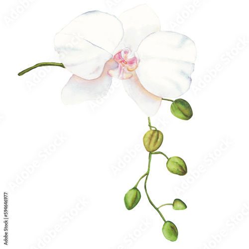 White orchid watercolor